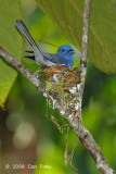 Monarch, Black-naped (male) @ Sepilok