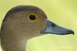 Duck, Lesser Whistling @ Botanic Gardens