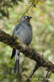 Drongo, Ashy @ Mt. Kinabalu