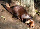 Newquay Zoo