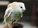 BARN OWL