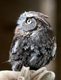 WESTERN SCREECH OWL