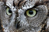 WESTERN SCREECH OWL