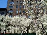 Spring in Midtown.jpg