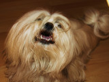 When a Lhasa looks in the mirror, he sees a lion