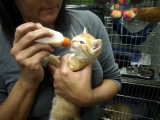 Eager eater at the Rescue Ink facility