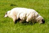 2 headed sheep in Ireland