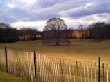 An ancient tree in Caumsett Park
