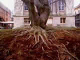 Gnarly tree on Staten Island