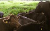 Bovine conference at Oxford