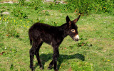 Baby donkeys first day on Earth