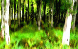 Mysterious Irish forest