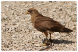 Le rocher des aigles