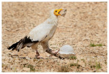 Le rocher des aigles