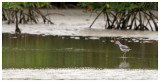 La mangrove de la Somone