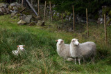 hunnamla sheep