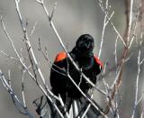 Redwing Blackbird