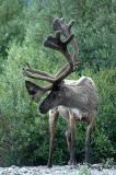 Caribou