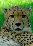 Cheetah-Germany Zoo