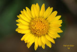 Golden Mountain Daisy