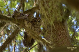 Owl Kiss