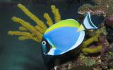 Powder Blue Tang