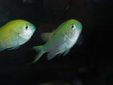 Green Chromis