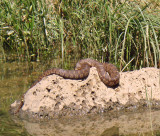 Water Snake.jpg