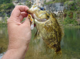 Rock Bass.jpg