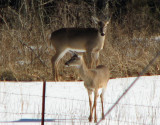More deer 2-6-9 006.jpg