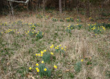 Plethora of Daffodils.jpg