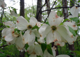 Dogwoods  Sycamores.jpg