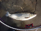 3lb 10oz Chub