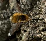 Dark-Edged Bee Fly