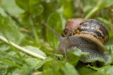 Common Garden Snail