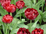 DSC00245.JPG