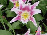 DSC00252.JPG