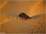 Beetles in Sam dune - Rajasthan.
