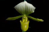 2009-01-27 Paphiopedilum Maudiae 112.jpg