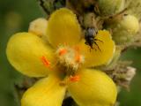 2004-07-31 Weevil Stouffville GTA 049.jpg