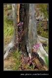 Fire Damage nr Marble Canyon #04, Kootenay National Park