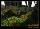 Pigeon Point Lighthouse #03, California