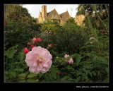 Roses of Old Garden #3, Hidcote Manor