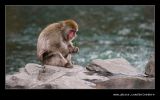 Snow Monkey, Central Park Zoo