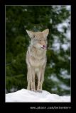 Coyote, Sequoia NP, CA