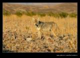 Coyote, Death Valley NP, CA