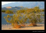 Evening at Stovepipe Wells Dunes #4, Death Valley NP, CA