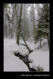 Congress Trail #3 nr General Sherman Tree, Sequoia NP, CA