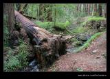 Fallen Redwood, Pfeiffer Falls Trail, Pfeiffer Big Sur State Park, CA