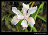 Iris, Pfeiffer Falls Trail, Pfeiffer Big Sur State Park, CA